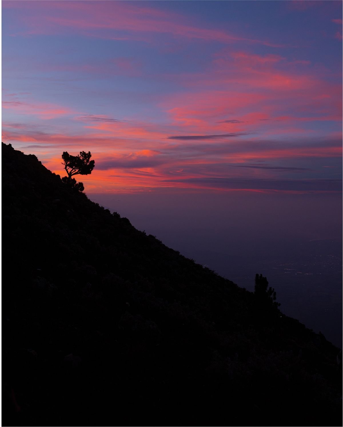 A lone tree on a dark hillside stands against a pink and purple sunrise sky.
