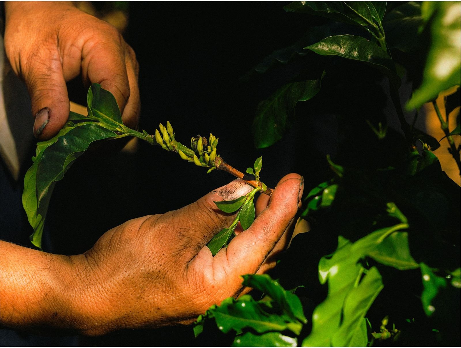 Two hands pick the tender new leaves from a green plant.