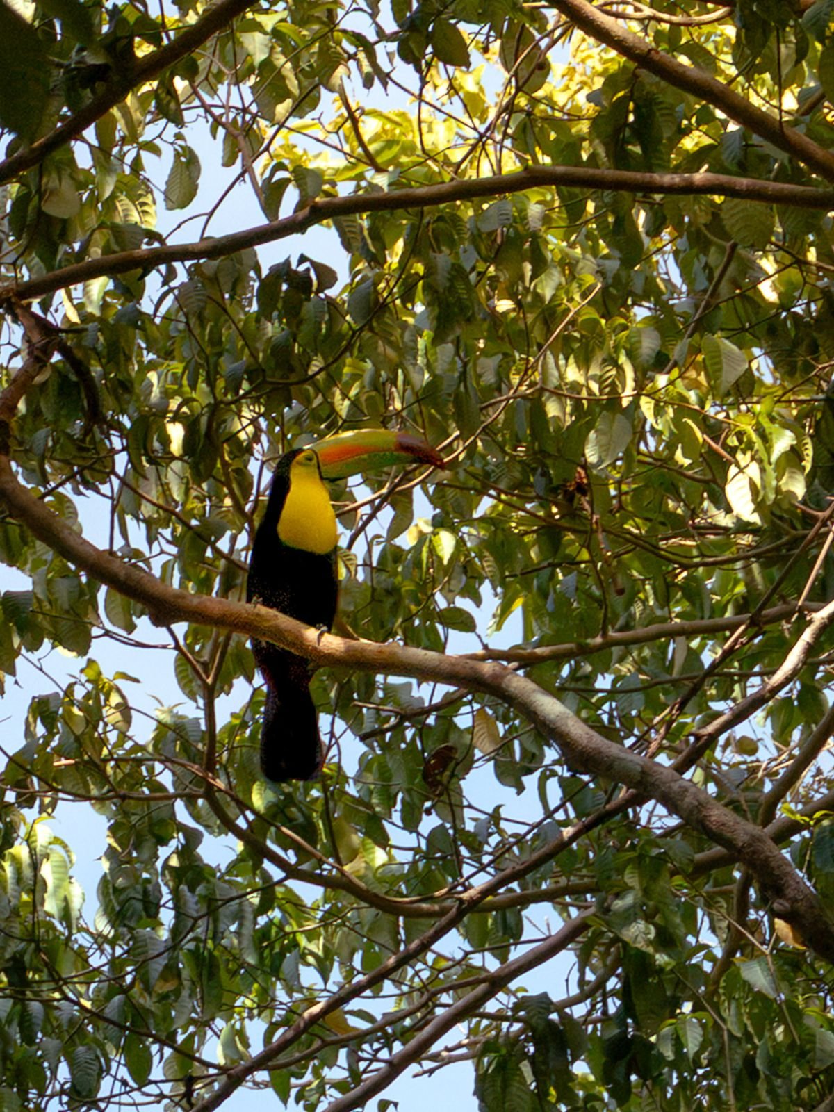 A toucan with a large yellow and green bill perches among leafy branches, seen from below.